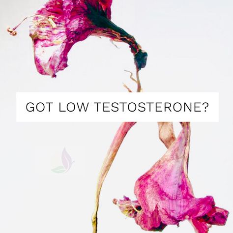 What I often find with my patients that have too much stress or belly fat, they have have higher aromatase levels than in men with healthier testosterone levels. Thankfully there are some great foods and herbs that inhibit high aromatase levels such as: Licorice Turmeric Black or Green Tea Chrysin #low #testosterone #wellness #tips #holistic #doctor #mens #health Low Testerone In Men Symptoms, Low Testerone In Women, Low Testerone, Increase Testosterone Naturally, Beer Gut, Holistic Doctor, Vitamin D Supplement, Naturopathic Medicine, Jumping To Conclusions