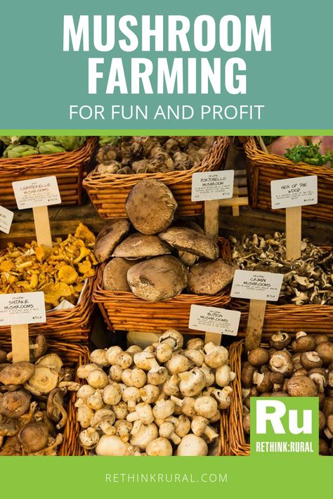 Foraging For Mushrooms, Diy Mushroom Farm, How To Start A Mushroom Farm, Home Grown Mushrooms, How To Grow Mushrooms Indoors, Indoor Mushroom Garden, Mushroom Growing Room, Mushroom Farming Business, Growing Mushrooms Outdoors