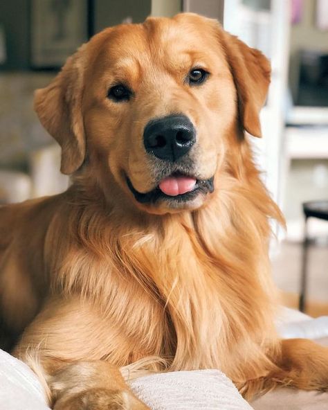 Here are 10 ways dogs put all other family members to shame. Chien Golden Retriever, Dog Girl, Big Dog Breeds, Golden Retriever Mix, A Golden Retriever, Dog Wallpaper, Retriever Puppy, Dogs Golden Retriever, Cute Dogs And Puppies