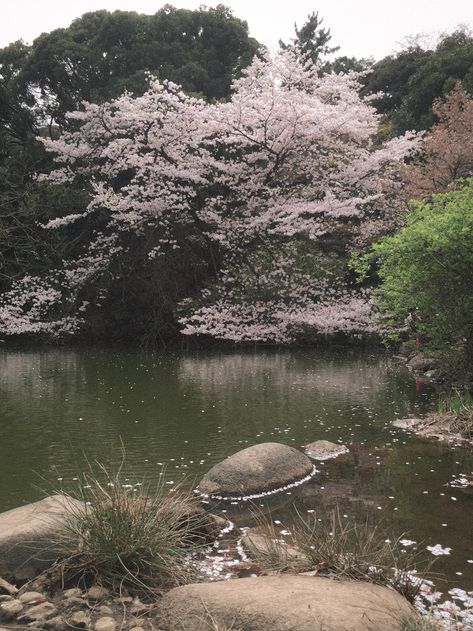 Sakura Season Japan Aesthetic, Sakura Trees Aesthetic, Cherry Blossom Astethic, Sakura Blossom Aesthetic, Sakura Blossoms Aesthetic, Sakura Wallpaper Blossoms, Sakura Tree Aesthetic, Cherry Blossom Tree Aesthetic, Japan Sakura Cherry Blossoms