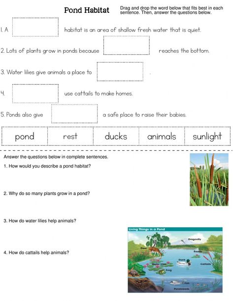 Habitat Worksheet, Pond Habitat, Animals And Their Habitats, Science Printables, Free Printable Math Worksheets, Have Fun Teaching, 2nd Grade Worksheets, Printable Math Worksheets, Student Resources