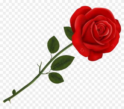 Red Rose Png, Rose Flower Png, Background Rose, Background Heart, Rosé Png, Rose Clipart, Blurred Background Photography, Winter Rose, Red Rose Flower