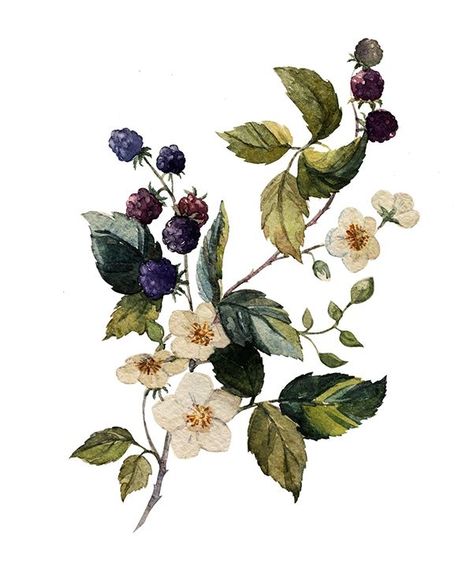 Blackberry Watercolor, Fruits Reference, Soulful Tattoos, Berry Tattoo, Blackberry Tattoo, Ocean Alley, Flor Tattoo, Vine Drawing, Flower Tattoo Ideas