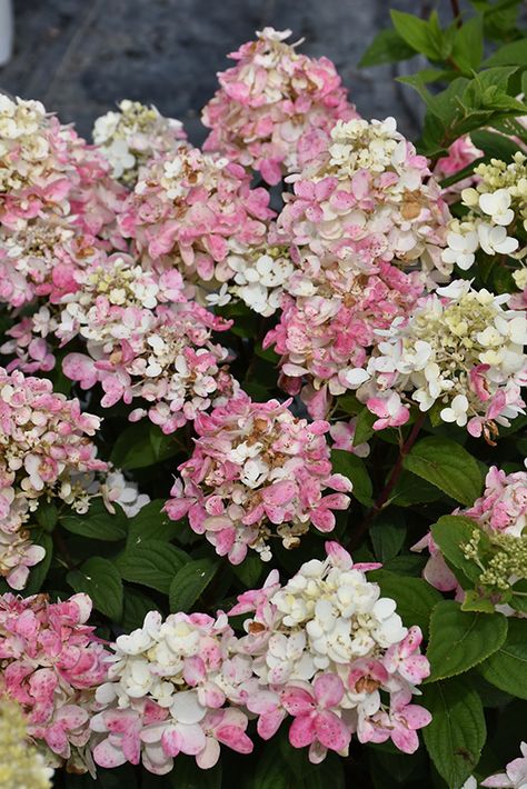 Fire Light Tidbit Hydrangea (Hydrangea paniculata 'SMNHPK') at St. Mary's Nursery & Garden Centre Firelight Tidbit Hydrangea, Tidbit Hydrangea, Lace Cap Hydrangea, Hydrangea Quercifolia, Panicle Hydrangea, Native Plant Gardening, Hydrangea Paniculata, Hydrangea Not Blooming, Proven Winners