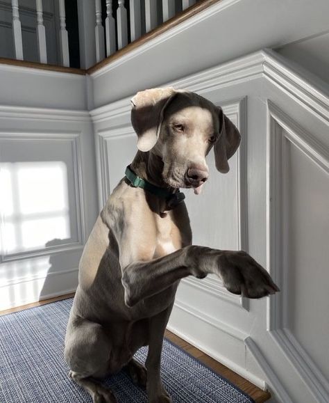 Weimaraner Aesthetic, Dog Photos Funny, Dog Pictures Funny, Dog Memes Funny, Big Dogs Breeds, Biggest Dog In The World, Funny Dog Jokes, Biggest Dog, Weimaraner Puppies