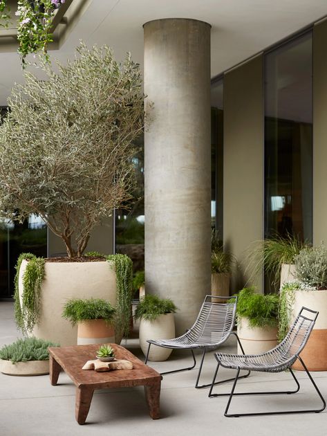 Olive Tree Pot, Entry Seating, Interior Planters, Planters Ideas, Tree Pot, Green Lounge, Mother Tongue, 1 Hotel, Relaxing Space