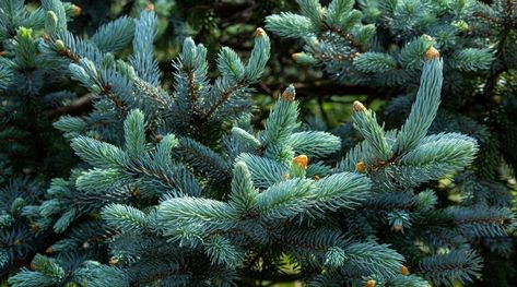 17 Shade Tolerant Evergreen Trees For Shady Garden Spaces Shade Tolerant Evergreens, Emerald Arborvitae, Types Of Evergreen Trees, Evergreens For Shade, Giant Arborvitae, Colorado Blue Spruce, Shady Garden, Partial Shade Plants, Fast Growing Evergreens