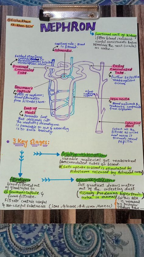 Function Of Kidney Notes, Biology Notes Life Processes, Nephron Structure And Function, Excretory Products And Their Elimination Neet Notes, Structure Of Eye Notes, Nephron Diagram Class 10, Structure Of Nephron Diagram, Nephron Diagram Easy, Excretory System Notes