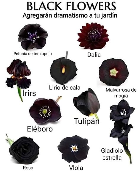 Goth Garden, Gothic Garden, Black Garden, Calla Lilies, Pretty Plants, Black Flowers, Plant Mom, Planting Herbs, Exotic Flowers