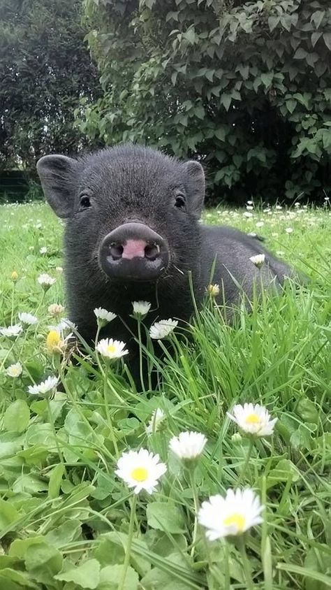 Pig Pictures, Cute Piglets, Mini Pigs, Cute Piggies, Pet Pigs, Baby Animals Pictures, Baby Pigs