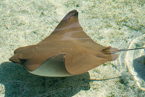 cownose ray Cownose Ray, Cow Nose, Aquarium Of The Pacific, Stingray Fish, Dolphin Tale, Tattoo Thoughts, African Cichlids, Sea Anemone, Long Beach California