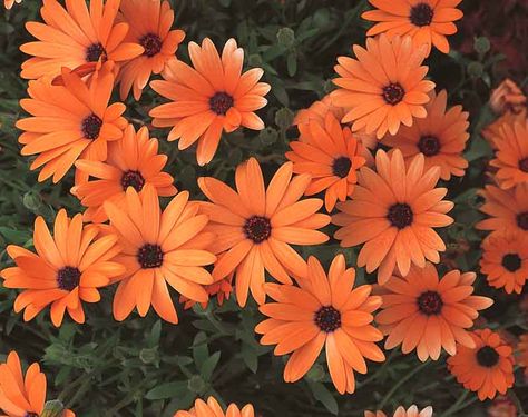 Osteospermum Flowers, Cape Daisy, African Daisy, Potted Flowers, Fleur Orange, Cosmos Flowers, Colorful Succulents, Coastal Gardens, Head Off