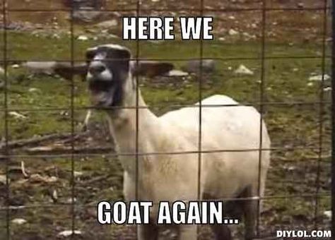 14 Goat Quotes For Every Occasion Goat Quotes, Goat Pun, Goat Quote, Funny Goat, Animal Fails, Harlem Shake, Funny Sheep, Pygmy Goat, Fail Videos