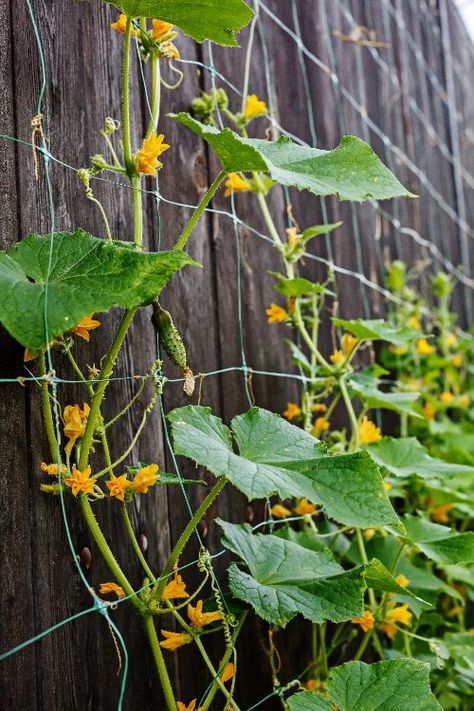 Zucchini Trellis, Cucumber Garden Trellis, Trellis Gardening, Cucumber Garden, Growing Cucumbers Vertically, How To Grow Cucumbers, Cucumber Trellis Diy, Vertical Trellis, Trellis Diy