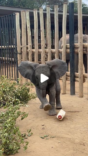 Sheldrick Wildlife Trust on Instagram: "Revisiting baby Mwana playing ‘milk bottle football’ she with Keeper Sora.* The real winner is mum Murera, who gets a short rest while Sora entertains her daughter! (This was taken in June 2022, when Mwana was just three months old. As you can see, her little neutrons have always been firing on all cylinders!)   Mwana is an elephant of two worlds: She is sired by a wild bull and has an entirely wild future ahead of her, but her mother, Murera, stands out as our most physically compromised orphan. Murera defied the odds simply by surviving, then becoming a mother. She has chosen to raise her daughter close to home, where they both can benefit from the support of our Keepers.  *Mwana has a particularly special connection to Sora: For 11 days after givi Baby Elephant Video, Baby Elephants Playing, Elephant Gif, Wild Bull, Football Ronaldo, Zoo Animals Photography, Bull Elephant, Sheldrick Wildlife Trust, Becoming A Mother