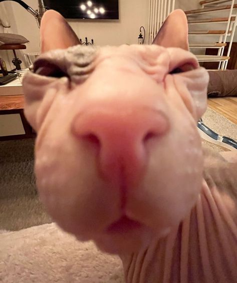 Silly Hairless Cat, Hairless Cat Funny, Naked Cat, Cute Hairless Cat, Random Animals, Dream Puppy, Hairless Cats, Cats Pictures, Silly Cats Pictures