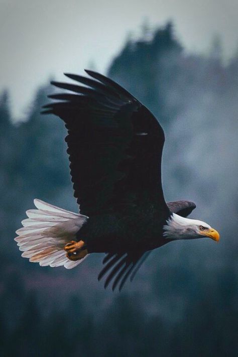 You have wandered into Lutopia, a magical oasis in the desert of redundancy. I find a certain joy in... Aigle Royal, Eagle Images, Eagle Wallpaper, Eagle Pictures, Eagle Art, American Bald Eagle, Eagle Tattoo, Bald Eagles, The Eagles