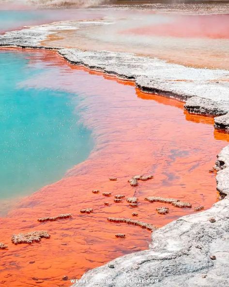 32 Breathtaking Things To Do In Rotorua, New Zealand – Craving Adventure New Zealand Rotorua, Maori Culture, Rotorua New Zealand, Nz Travel, New Zealand Travel Guide, Hot Pools, New Zealand Landscape, New Zealand North, Cheap Vacation