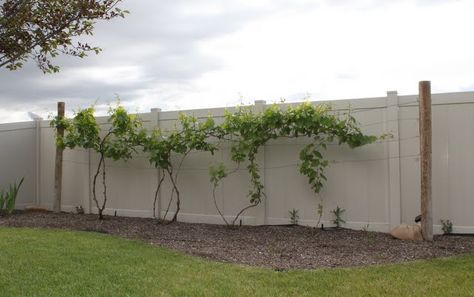 Hettinger.us: Decorative Grapevine Trellis Grape Vine Trellis Ideas, Vine Trellis Ideas, Grapevine Trellis, Grape Vine Trellis, Grape Trellis, Dream Backyard Garden, Vine Trellis, Wall Trellis, English Garden Design