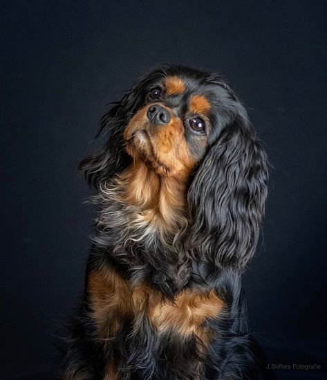 Black and tan King Charles Cavalier Spaniel Black & Tan, Black And Tan Cavalier King Charles, Small Family Dogs, Dog Aesthetics, Cavalier King Charles Spaniel Puppy, Charles Spaniel Puppy, King Charles Spaniel Puppy, Cavalier King Spaniel, Meme Dog