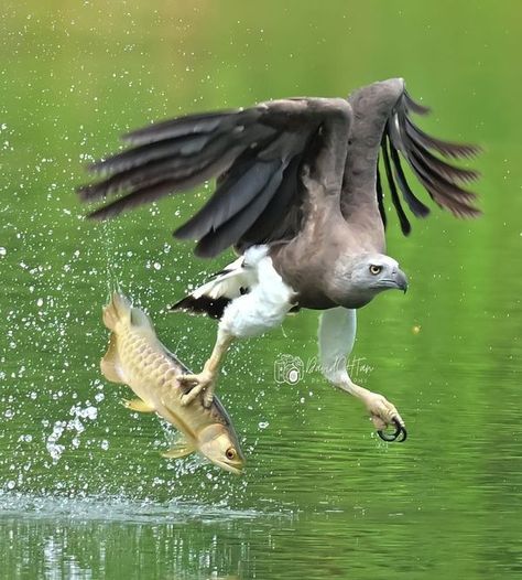 Bird Sightings | Grey-headed Fish Eagle with a pricey Golden Arowana  | Facebook Fish Eagle, Nikon Z9, Nikon, Singapore, Fish, Grey, Animals, Instagram, Nature