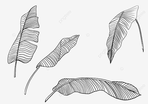 Leaf Line Drawing, Egyptian Design Pattern, Palm Tree Sketch, Tropical Tattoo, Banana Leaf Art, Palm Leaf Art, Leaf Png, Drawing Black And White, Silhouette Sketch