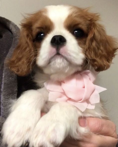 Cavalier King Spaniel, Puppy Flowers, King Spaniel, Cavalier Dog, Cute Fluffy Dogs, Cavalier King Charles Dog, King Charles Dog, Cute Ferrets, Very Cute Puppies