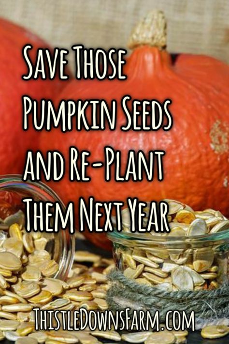 Pumpkin Seeds To Plant, Drying Pumpkin Seeds, Saving Pumpkin Seeds, Planting Pumpkin Seeds, Preserving Pumpkins, Save Seeds, Planting Pumpkins, Homesteading Ideas, Pumpkin Garden