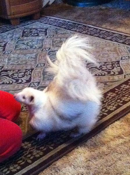 Siamese White Skunk Skunk Pictures, White Skunk, Melanistic Animals, Baby Skunks, Peaceful Heart, Fuzzy Wuzzy, Albino Animals, Black Animals, Rodents