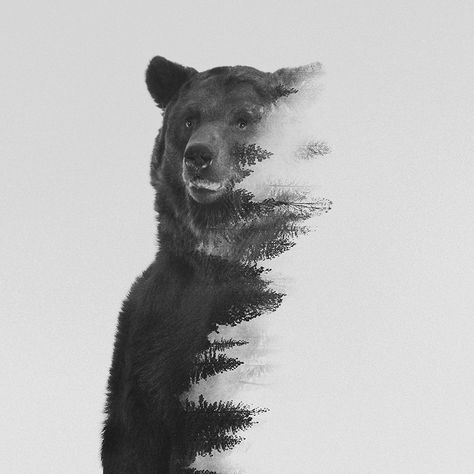 Double Exposure Portraits Of Wild Animals That Reflect Their Habitat | Bored Panda Wilderness Tattoo, Bear Tattoo Designs, Double Exposure Portrait, Angry Bear, Bear Tattoos, Forest Tattoos, Bear Tattoo, Nature Tattoos, Bear Art