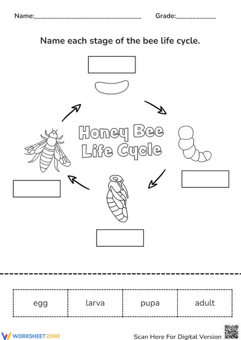 Help students explore the basic stages of a honey bee life cycle through this engaging worksheet. You can find and download any Bee Life Cycle worksheets for FREE at our website: http://worksheetzone.org/ Try it out! #science #scienceworksheets #beelifecycle #animallifecycle #lifecycle #stages #lifecycleofabee #bees #honeybees #crafts #paper&gluecrafts #printables #worksheet #kidsactivities #beelifecycleforkids #paper #livingthings #cut&paste #beecrafts Life Cycle Worksheet, Honey Bee Life Cycle, Bee Life Cycle, Animal Life Cycles, Bee Coloring Pages, English Activities For Kids, Homeschool Kindergarten, English Activities, Science Worksheets