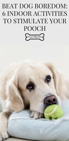 6 Indoor Dog Activities To Keep Your Pooch Stimulated Indoor Dog Activities, Lou Dog, Dog Boredom, Dog Games, Indoor Dog, Dog Hacks, Web Images, Dog Care Tips, Indoor Play