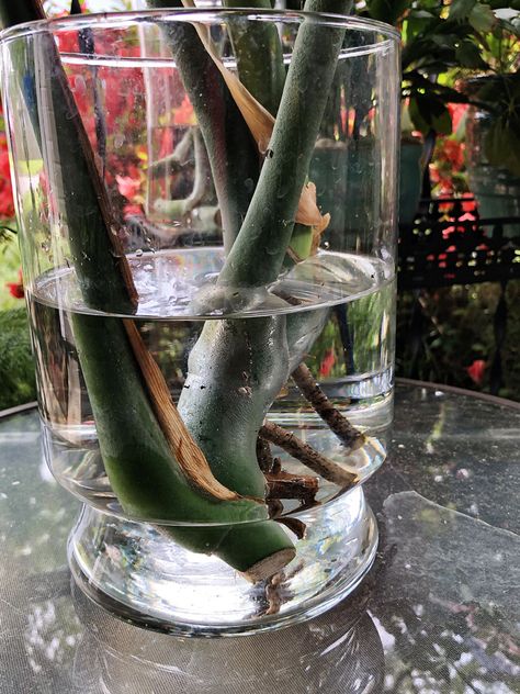 How to Propagate Monstera - Pruning Monstera, How To Propagate Monstera, Propagate Monstera, Plants From Cuttings, Lucky Plant, Plant Problems, Plant Garden, Monstera Plant, Monstera Deliciosa