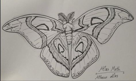 Atlas Moth Tattoo Design, Moth Doodle Simple, Woodcut Butterfly, Atlas Moth Tattoo, Moth Doodle, Doodle Simple, Tattoo Sketchbook, Moth Tattoo Design, Atlas Moth