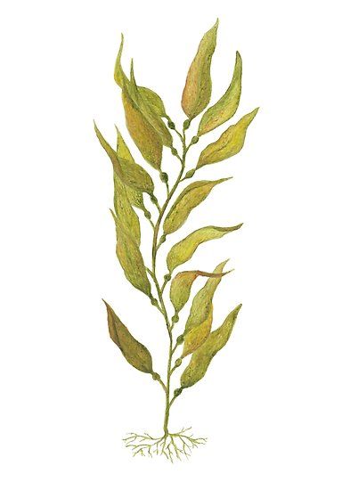 A watercolour painting of kelp. Simple and beautifully striking. • Millions of unique designs by independent artists. Find your thing. Underwater Tattoo, Iphone Image, Ocean Plants, Underwater Plants, Sea Plants, Kelp Forest, Coral Art, Watercolor Ocean, Sea Art