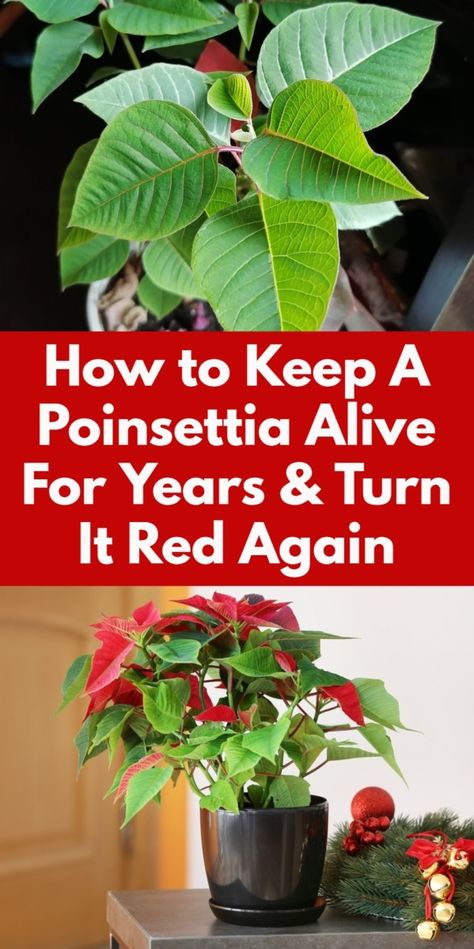 Don't throw away that poinsettia in January! You can keep it thriving for years and turn it red year after year. Here's how.