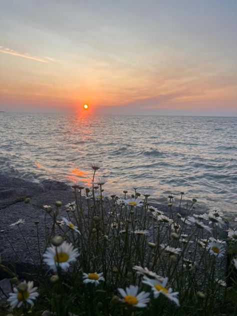 #sun #sunset #sunsetphotography #beach #water #waves #goldenhour #goldenhouraesthetic #goldenhourphotography #aesthetic #daises #daisy #flower #flowers Aesthetic Daises, Beach Flowers Aesthetic, Daisy Core Aesthetic, Jennifer Core, Daisy Sunset, Ryan Caraveo, Hazel Aesthetic, Daisy Aesthetic, Sun Aesthetic