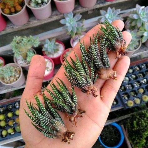 Kaktus Dan Sukulen, Beautiful Succulents, Zebra Plant, نباتات منزلية, Succulent Garden Diy, Propagating Succulents, Hanging Plants Indoor, Succulent Gardening, Mini Succulents