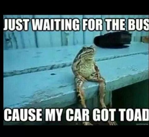 Just waiting for this bus cause my car got toad Funny P, Frog Sitting, Animal Puns, A Frog, The Bus, E Card, Funny Animal Pictures, Laughing So Hard, Toad