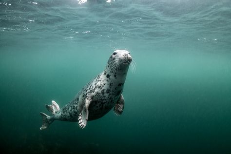 Seal Underwater, Seal Swimming, Farne Islands, Northumberland Coast, Grey Seal, White Seal, Cute Seals, Kelp Forest, Seal Pup