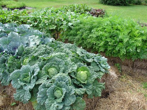 Hay Bale Gardening, Strawbale Gardening, Plantarea Legumelor, Straw Bale Gardening, Straw Bale, Straw Bales, Plants Growing, Hay Bales, Gardening 101