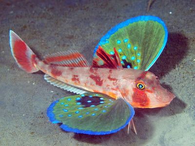 The Butterfly of the Sea: Red Gurnard |..(Chelidonichthys spinosus) is one of 100 different species of Sea Robins, or Gurnards. These fantastic fish are normally found on the sea floor at depths of around 660 ft. Instead of scales, they have special armored plates. They also have a special set of ‘wings,’ which are actually just beautiful pectoral fins, that allow them to “fly” through the water and six spiny feet that allow them to walk across the ocean floor in search of food. Photo by joe H Creature Marine, Butterfly Fish, Fauna Marina, Life Under The Sea, Beneath The Sea, Water Creatures, Underwater Creatures, Underwater Life, Exotic Fish