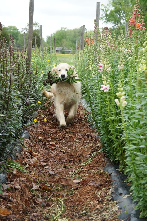 Babs farming. Photo from Lisa Mason Ziegler's book, Cool Flowers. http://www.thegardenersworkshop.com/product/book-cool-flowers-by-lisa-mason-ziegler/ Future Farms, Farm Dogs, Cottagecore Aesthetic, Dream Garden, 귀여운 동물, Country Life, Farm Life, Animals Friends, Farm Animals