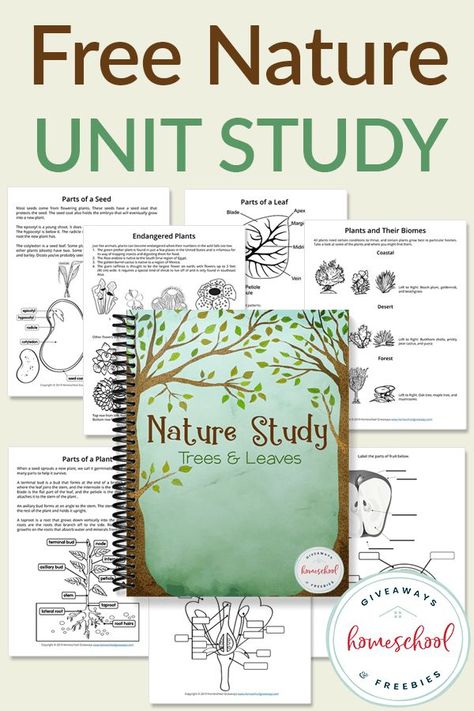 Have fun with this FREE Nature Study with Trees and Leaves Unit that lets you draw, label, color, and more! Upper elementary and middle school students can learn about seeds, plants, leaves, flowers, and more. Homeschool Nature Study, Unit Studies Homeschool, Free Homeschool Curriculum, Homeschool Freebies, Plants Leaves, Nature School, Free Nature, Homeschool Education, Homeschool Learning