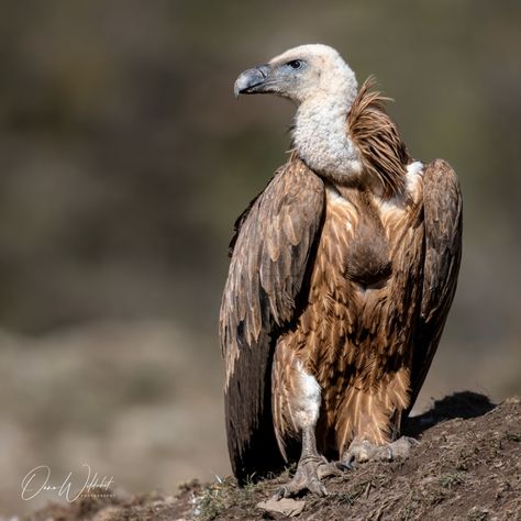 (Eurasian) Griffon Vulture; Gyps fulvus | Griffon Vulture on… | Flickr Vultures Aesthetic, Vulture Aesthetic, Griffin Vulture, Cinerous Vulture, Eurasian Griffon Vulture, Griffon Vulture, The Singularity, Culture Vulture, Common Birds