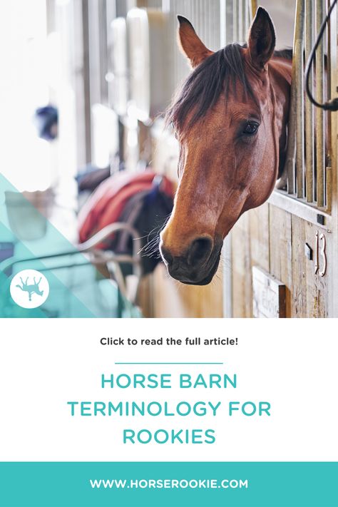 The terminology that is used at horse barns can be overwhelming at first. However, our guide will help you learn the lingo so you can effectively communicate with other equestrians. #equestrian #horselingo #horseterms #horsecare #equinecare #horsetips #equestriantips #equine #horses #horseterminology Equestrian Tips, Horse Ownership, Loafing Shed, Equine Nutrition, Equine Care, Run In Shed, Happy Horse, Horse Facts, Horse Riding Tips