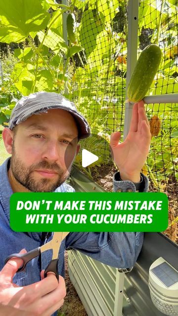 Josh Gardens on Instagram: "Don’t make this mistake with your cucumbers. 🥒 Cucumbers are one of my favorite summertime snacking veggie. ☀️You can pickle them, slice them, and put them in a cucumber salad 🥗 to enjoy throughout the growing season.

🔑The key is getting out in your garden daily to pick them before they over ripen 🌞. As you can see in the video, I missed a few! 😅

The other part about picking daily 🗓️ is that you don’t want the plant putting energy in cucumbers you’re not going to use. You want that growth going into forming new cukes. 🌱

Make sure you follow me to learn more about growing veggies in your backyard. 🏡

#cucumbers #gareeningtips #gareening #gardenhacks #homesteading #cukes #pickling #growingveggies #pickingveggies" When To Pick Cucumbers From Garden, When To Pick Cucumbers, When To Harvest Cucumbers, Grow Cucumbers Vertically, Growing Cucumbers Vertically, Pine Shavings, Flower Planting, Summertime Snacks, Growing Cucumbers