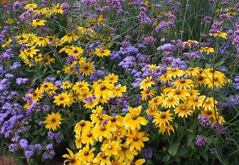 Purple And Yellow Flowers Aesthetic, Yellow And Purple Aesthetic, Purple Yellow Aesthetic, Yellow Purple Aesthetic, Purple And Yellow Aesthetic, Purple And Yellow Flowers, Purple Flowers Garden, Yellow Plants, Aisle Flowers