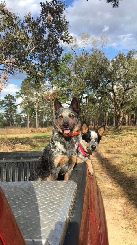 Blue Heeler Aesthetic, Foto Cowgirl, Blue Heelers, Blue Heeler Dogs, Daisy Duke, Future Farms, Farm Lifestyle, Farm Dogs, Western Life