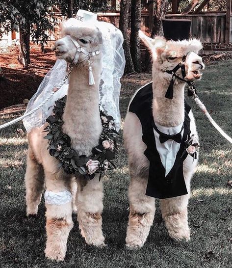 Animals At Weddings, Animals Getting Married, Fun Wedding Ideas Unique, Wedding Alpaca, Wedding Animals, Alpaca Wedding, Wedding Llamas, Mafia Wedding, Shrek Wedding